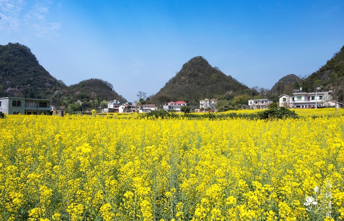 安龙县、春潭街道、平寨村的油菜花田，