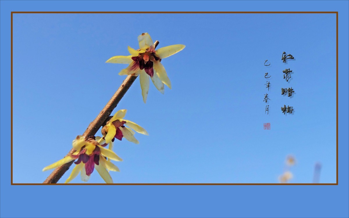 蓝天下的红芯腊梅