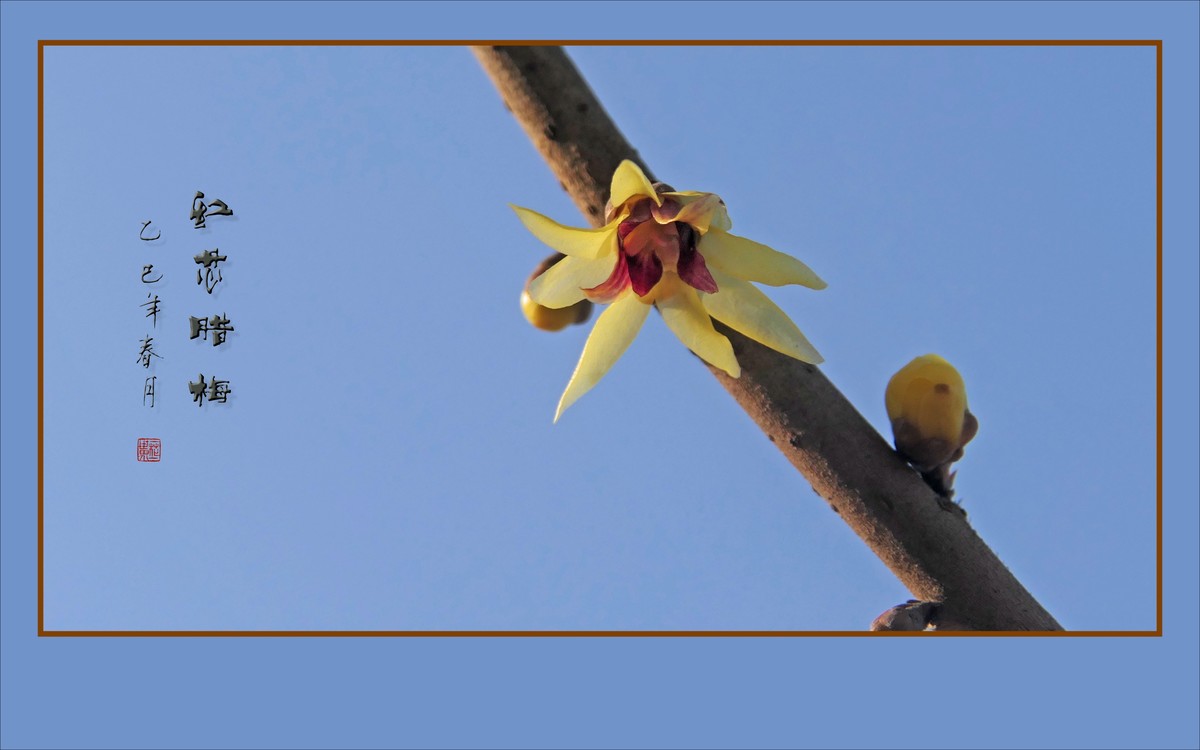 蓝天下的红芯腊梅