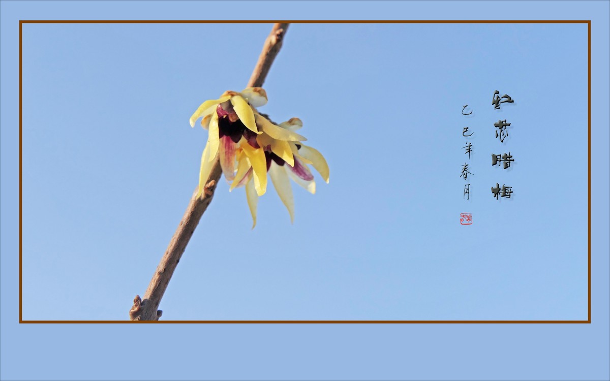 蓝天下的红芯腊梅