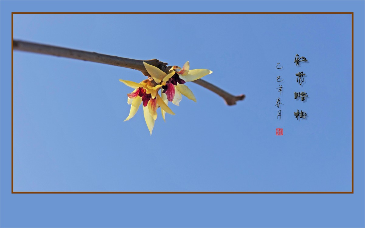 蓝天下的红芯腊梅