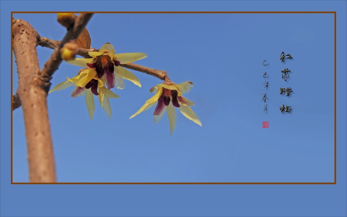 蓝天下的红芯腊梅