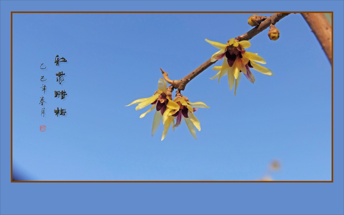 蓝天下的红芯腊梅