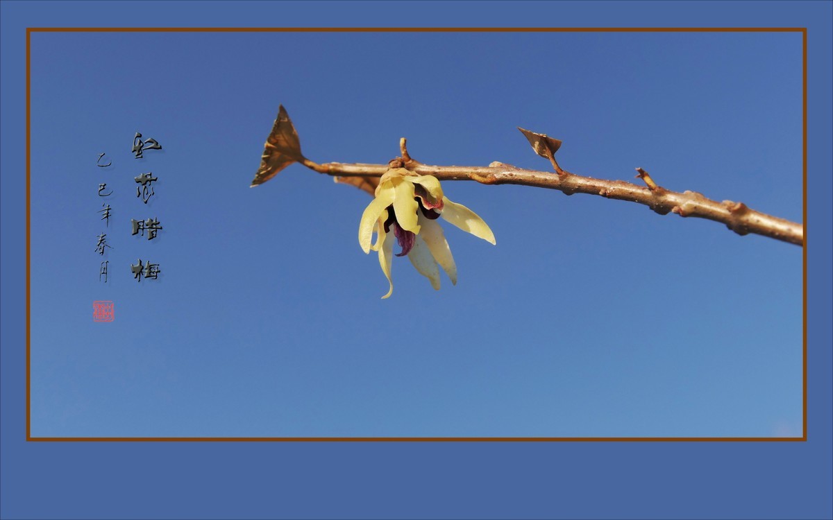 蓝天下的红芯腊梅