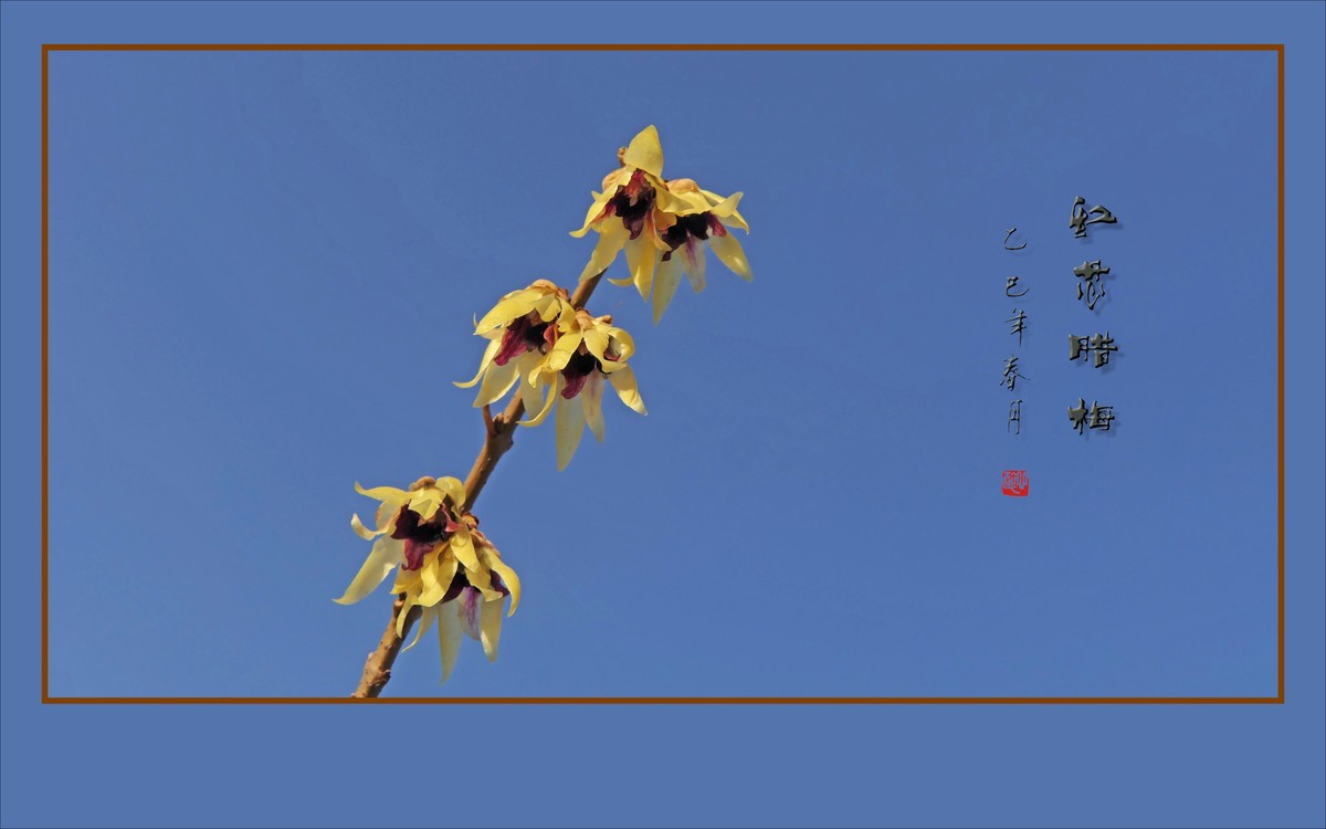 蓝天下的红芯腊梅