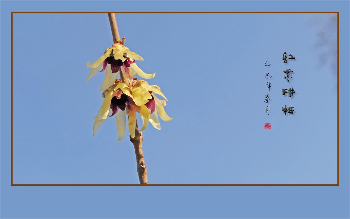 蓝天下的红芯腊梅