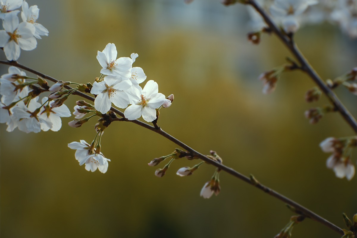 玉渊潭的樱花季