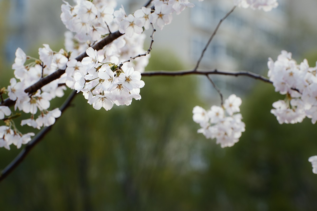 玉渊潭的樱花季