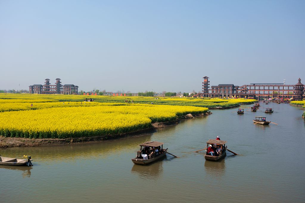 兴化千跺油菜花