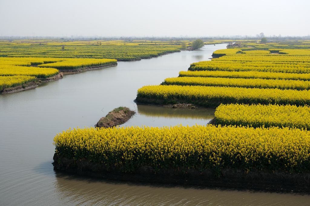 兴化千跺油菜花