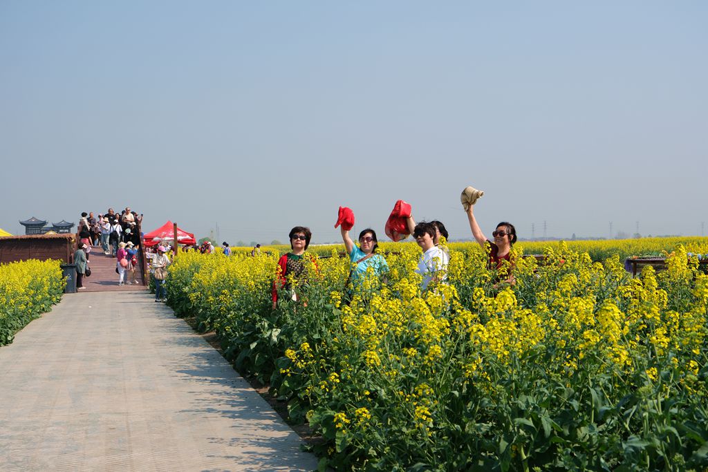 兴化千跺油菜花