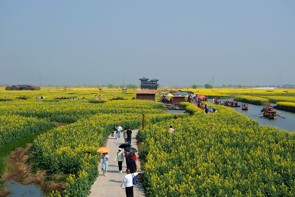 兴化千跺油菜花