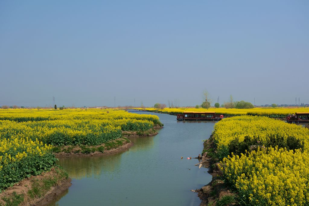 兴化千跺油菜花