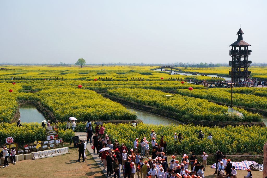 兴化千跺油菜花