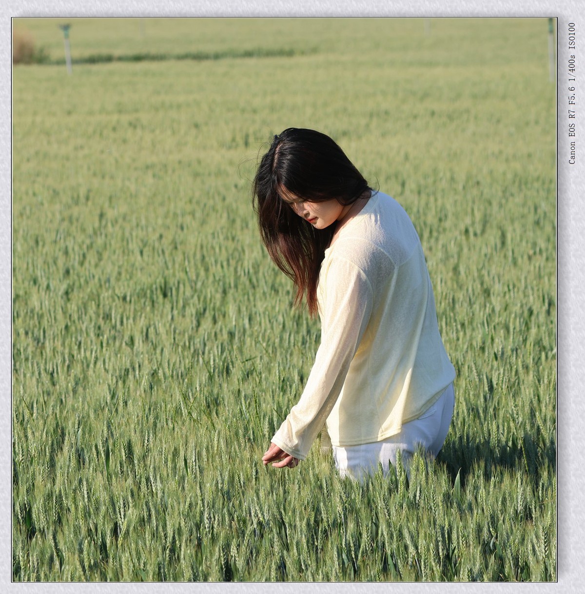 麦田【乙巳年132】