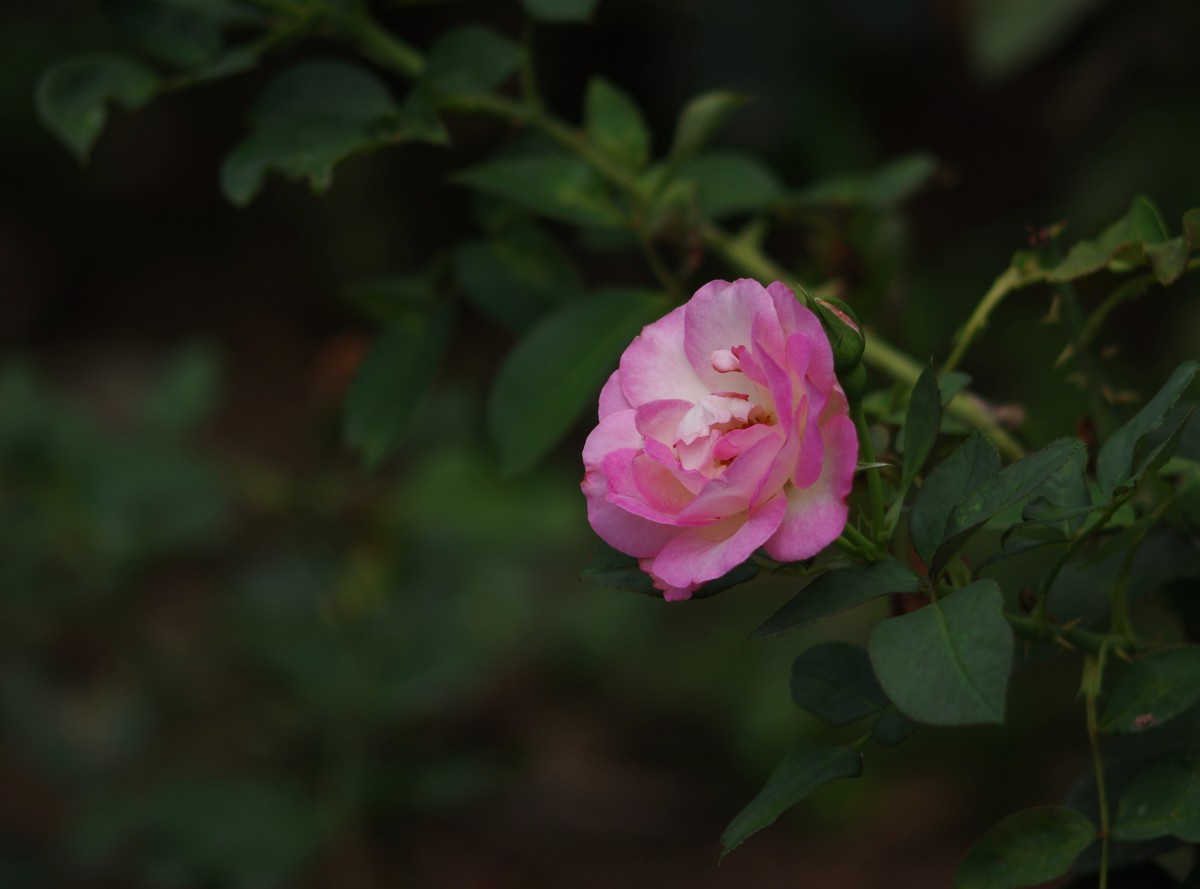 月季花