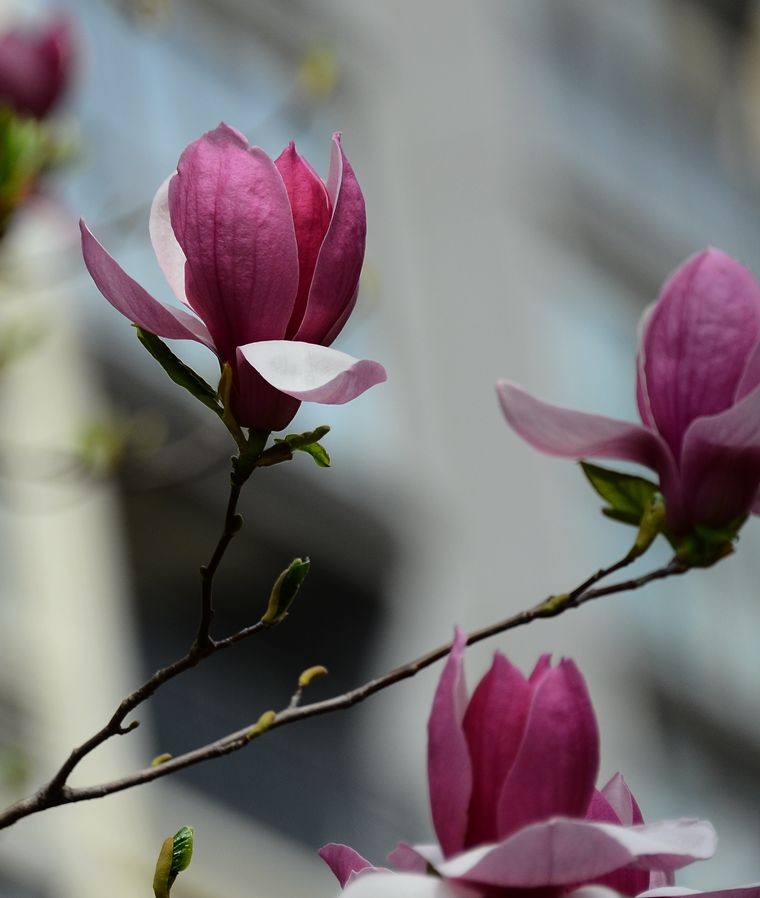 花卉系列【3336】