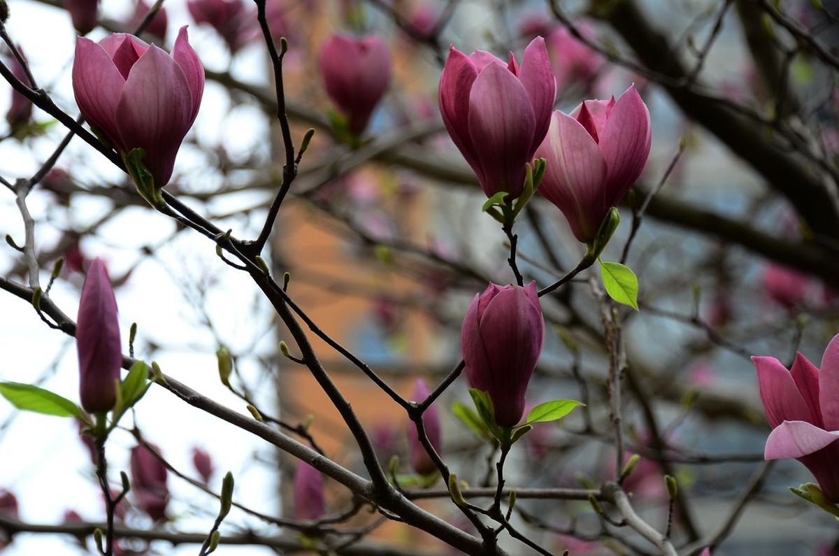 花卉系列【3336】