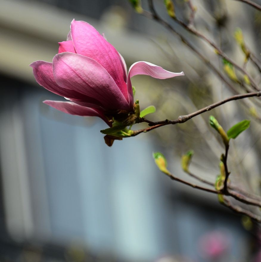 花卉系列【3336】