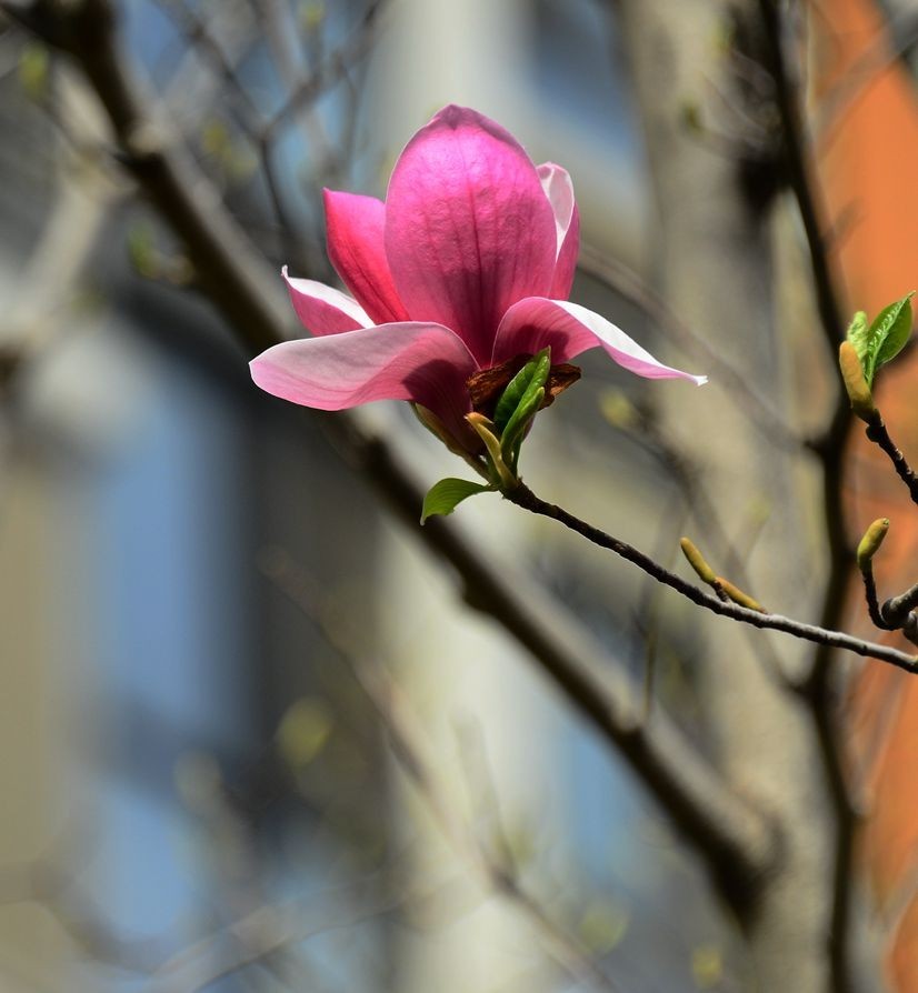 花卉系列【3336】