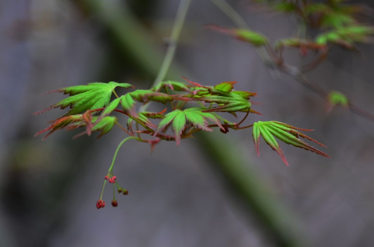 花卉系列【3337】