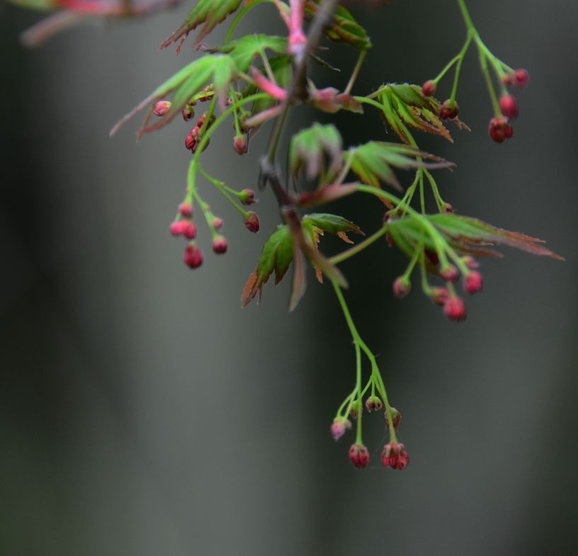 花卉系列【3337】