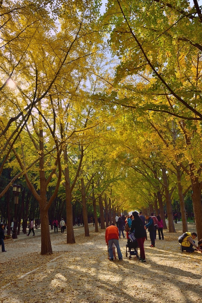 地坛秋色即景-2