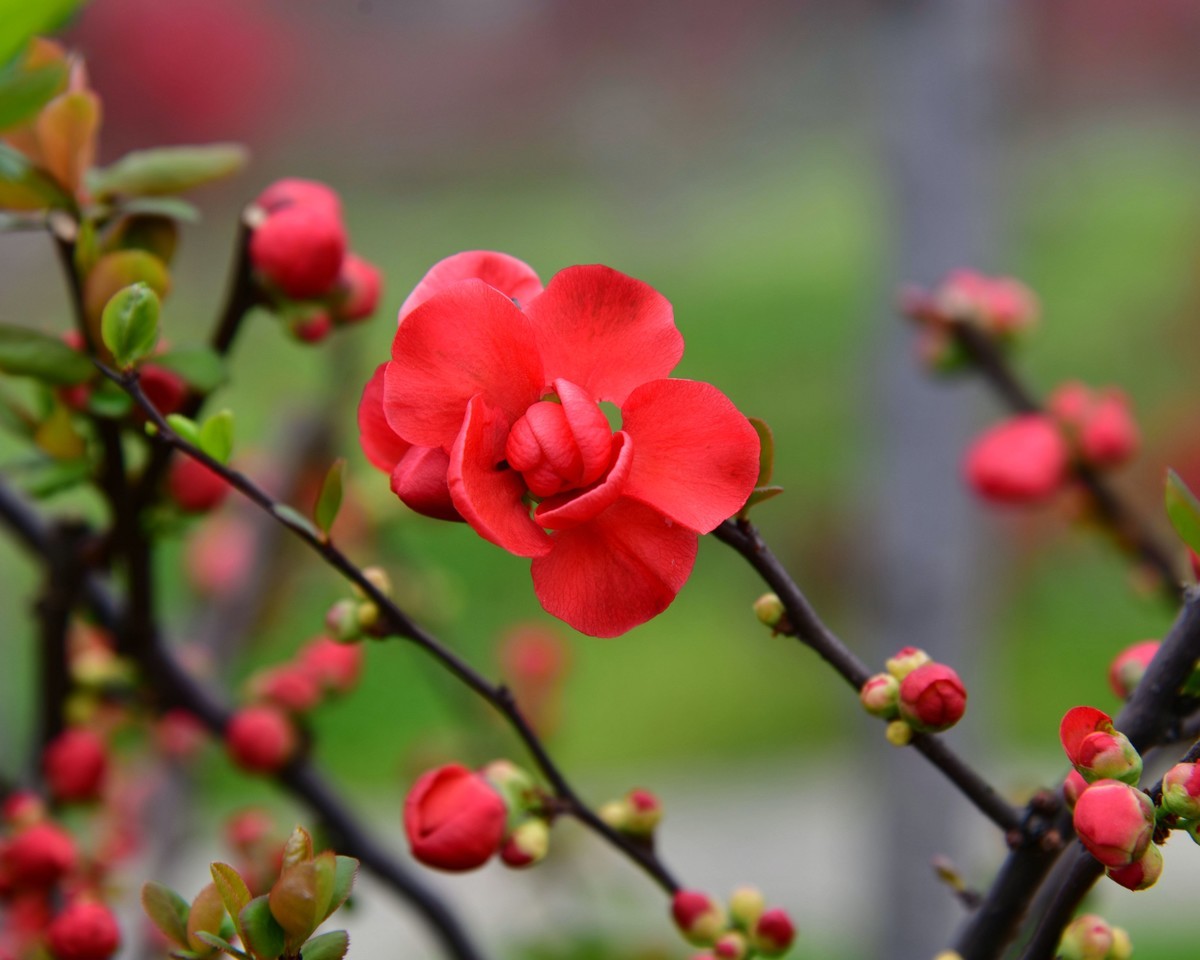 海      棠      花