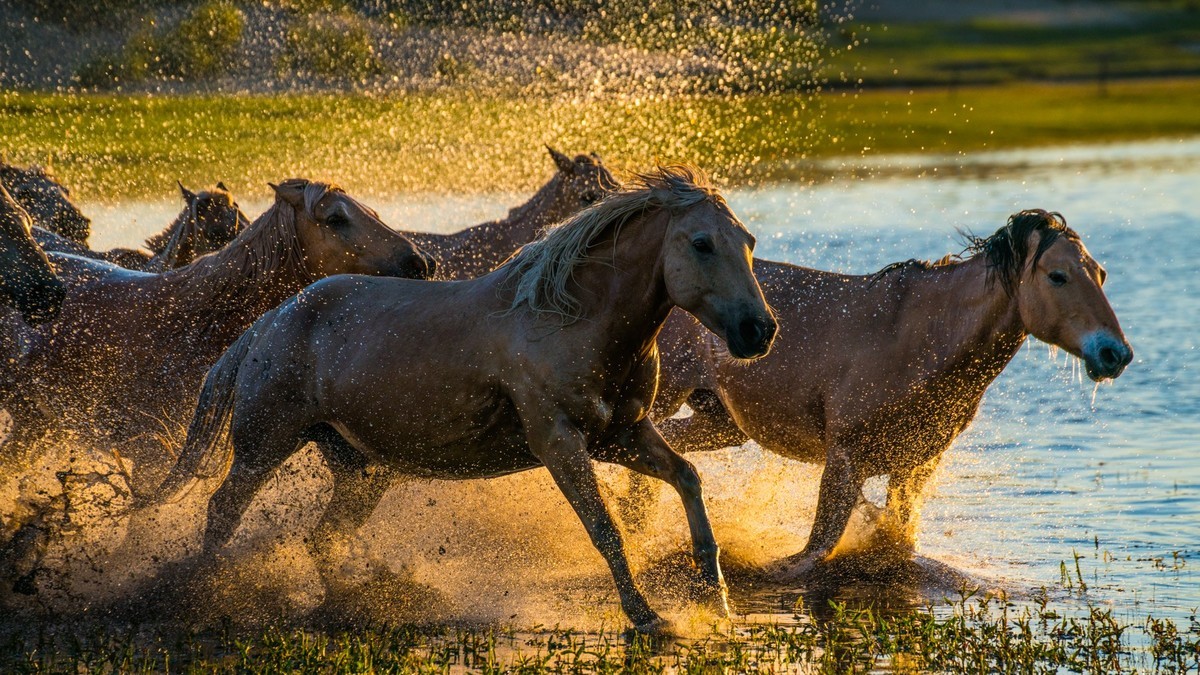 21.6 草原的夏天 （十一）------马踏飞浪