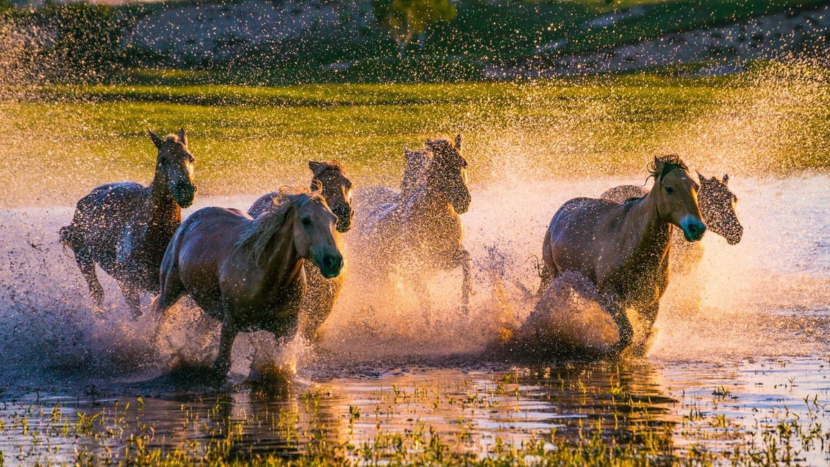 21.6 草原的夏天 （十一）------马踏飞浪