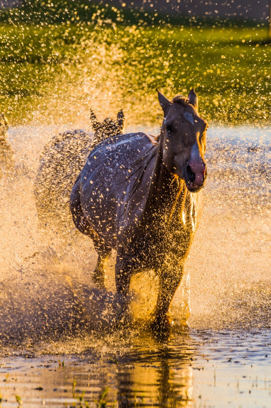 21.6 草原的夏天 （十一）------马踏飞浪