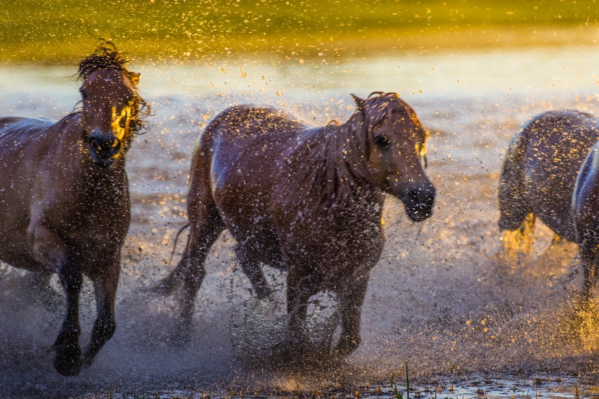 21.6 草原的夏天 （十一）------马踏飞浪