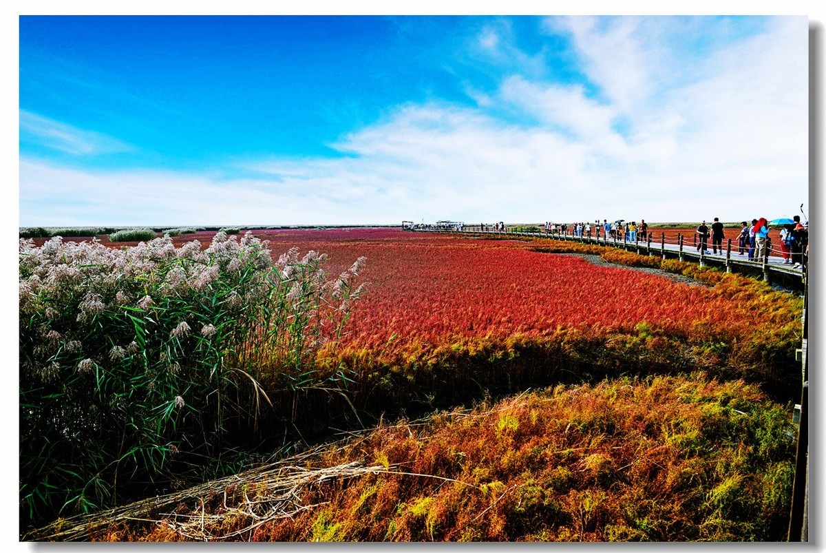 尼康Z8一一试机盘锦红海滩
