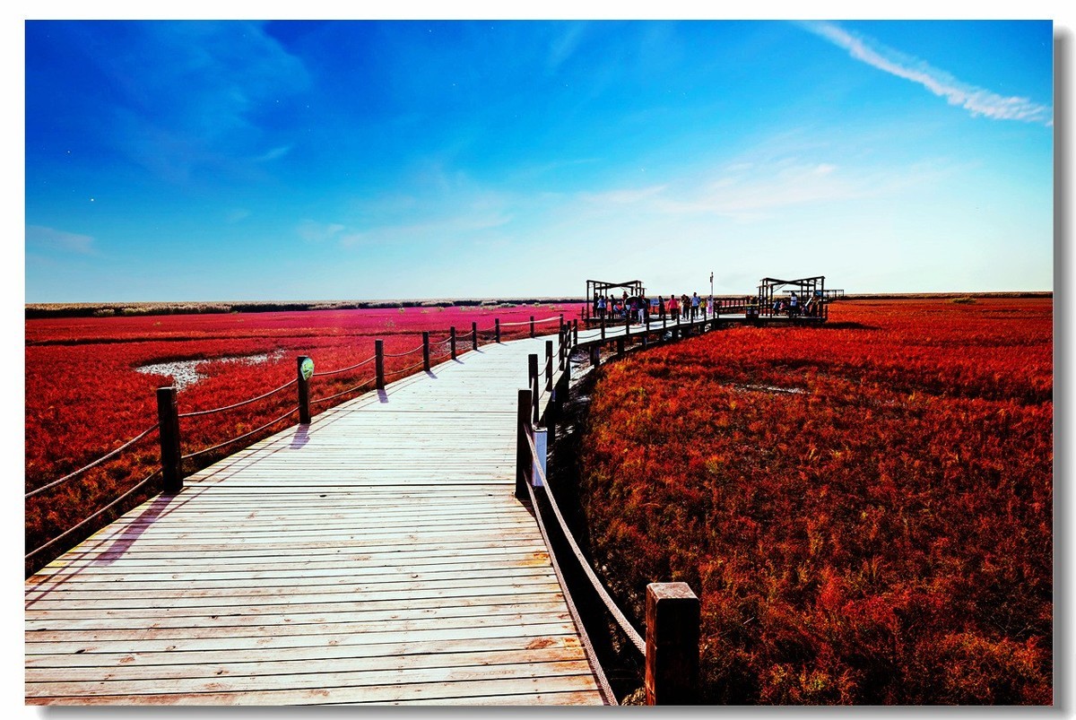 尼康Z8一一试机盘锦红海滩