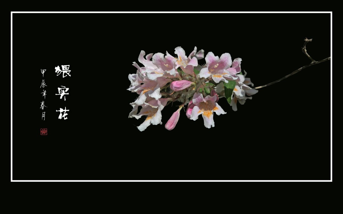 毛茸茸的小花-猥实花