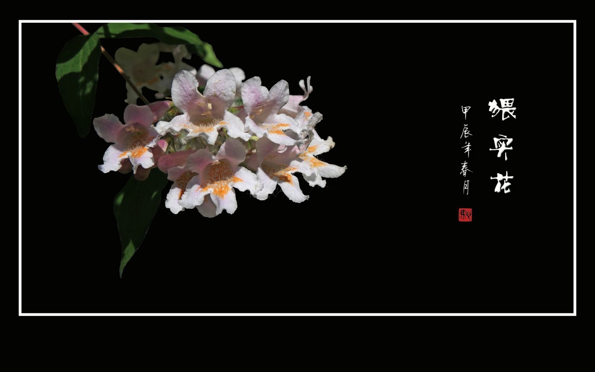 毛茸茸的小花-猥实花