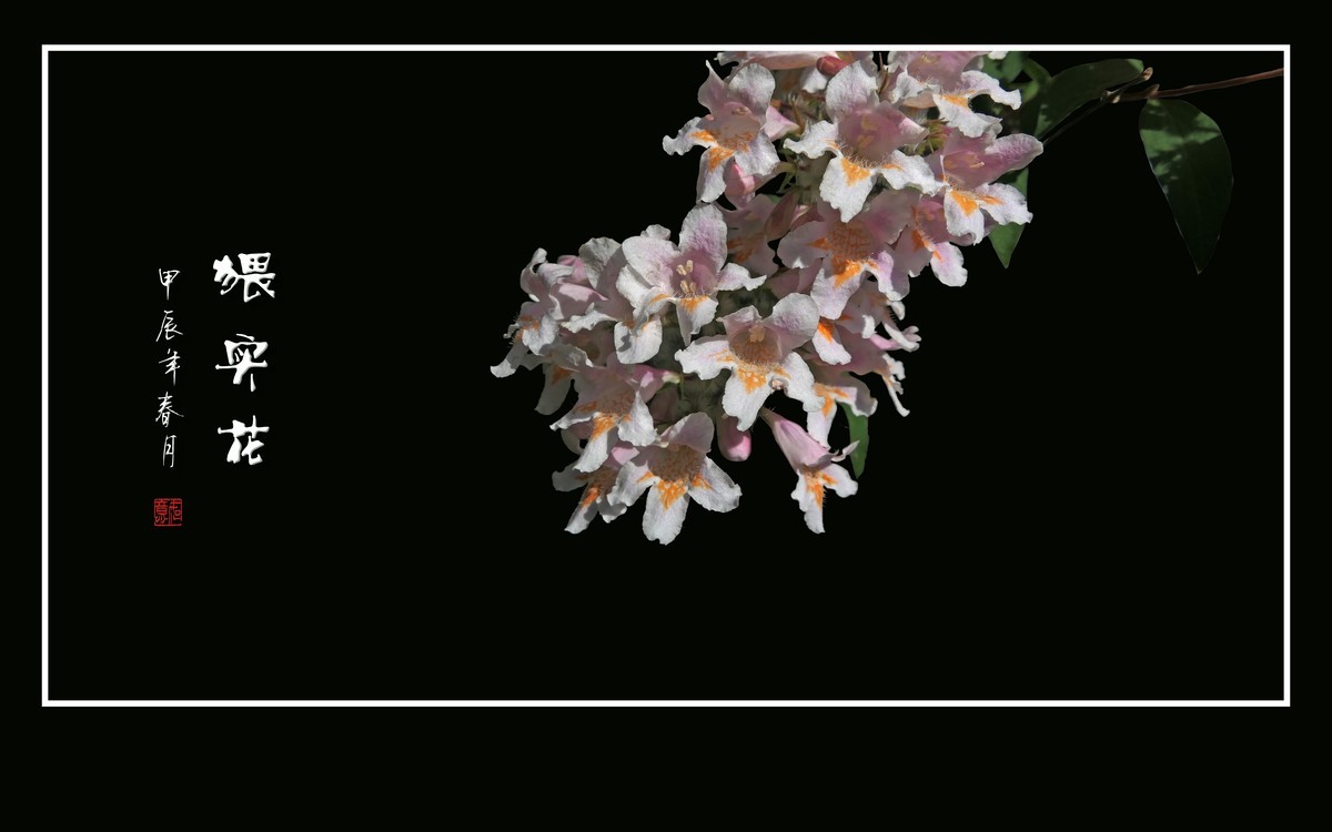 毛茸茸的小花-猥实花