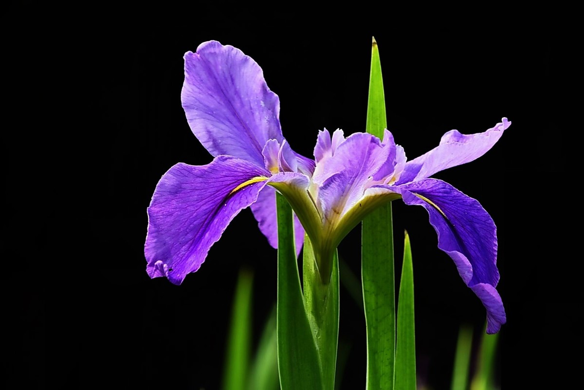 茑尾花