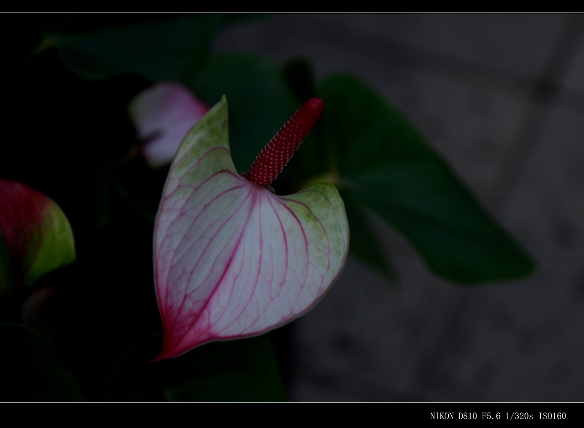 生态园拍花卉－花烛（红掌 粉掌）