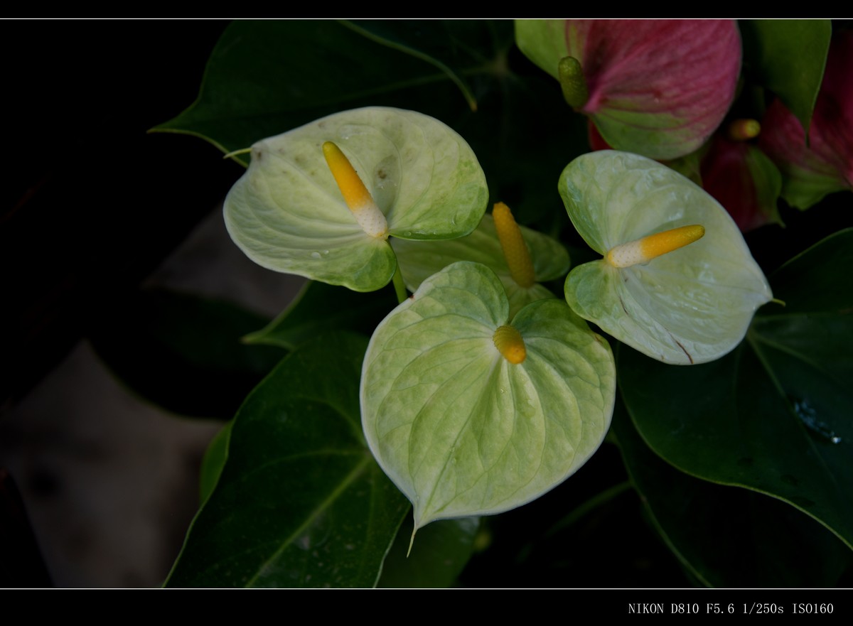 生态园拍花卉－花烛（红掌 粉掌）