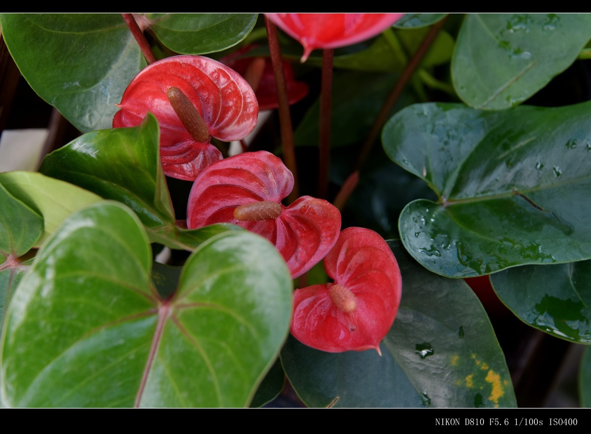 生态园拍花卉－花烛（红掌 粉掌）