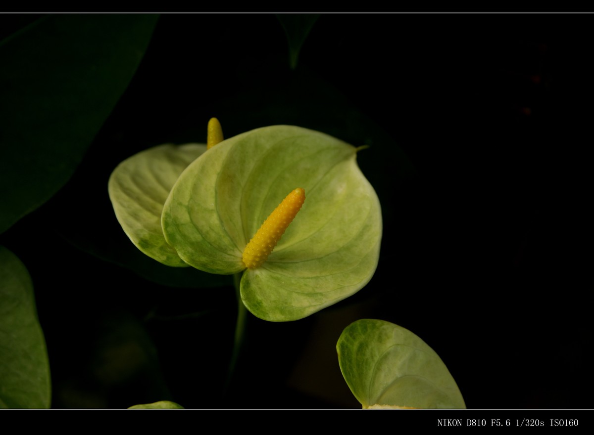 生态园拍花卉－花烛（红掌 粉掌）