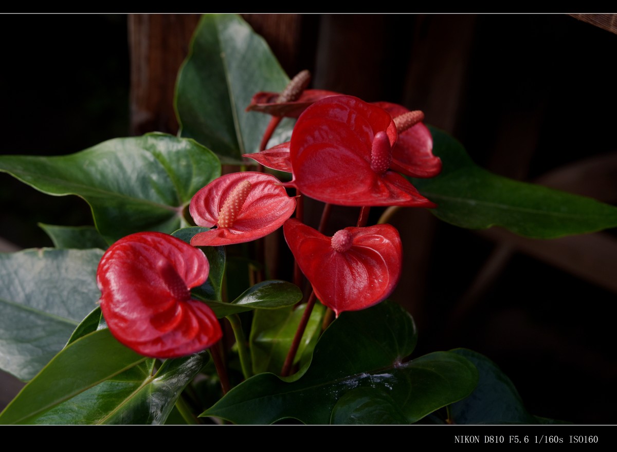 生态园拍花卉－花烛（红掌 粉掌）