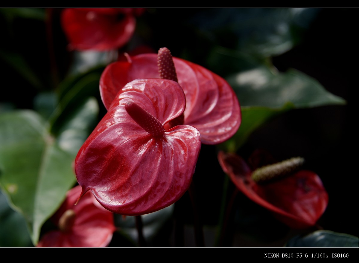 生态园拍花卉－花烛（红掌 粉掌）