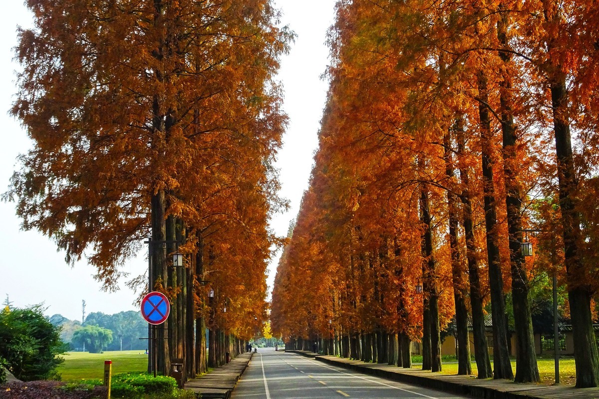 青城山水杉树景观大道漂亮