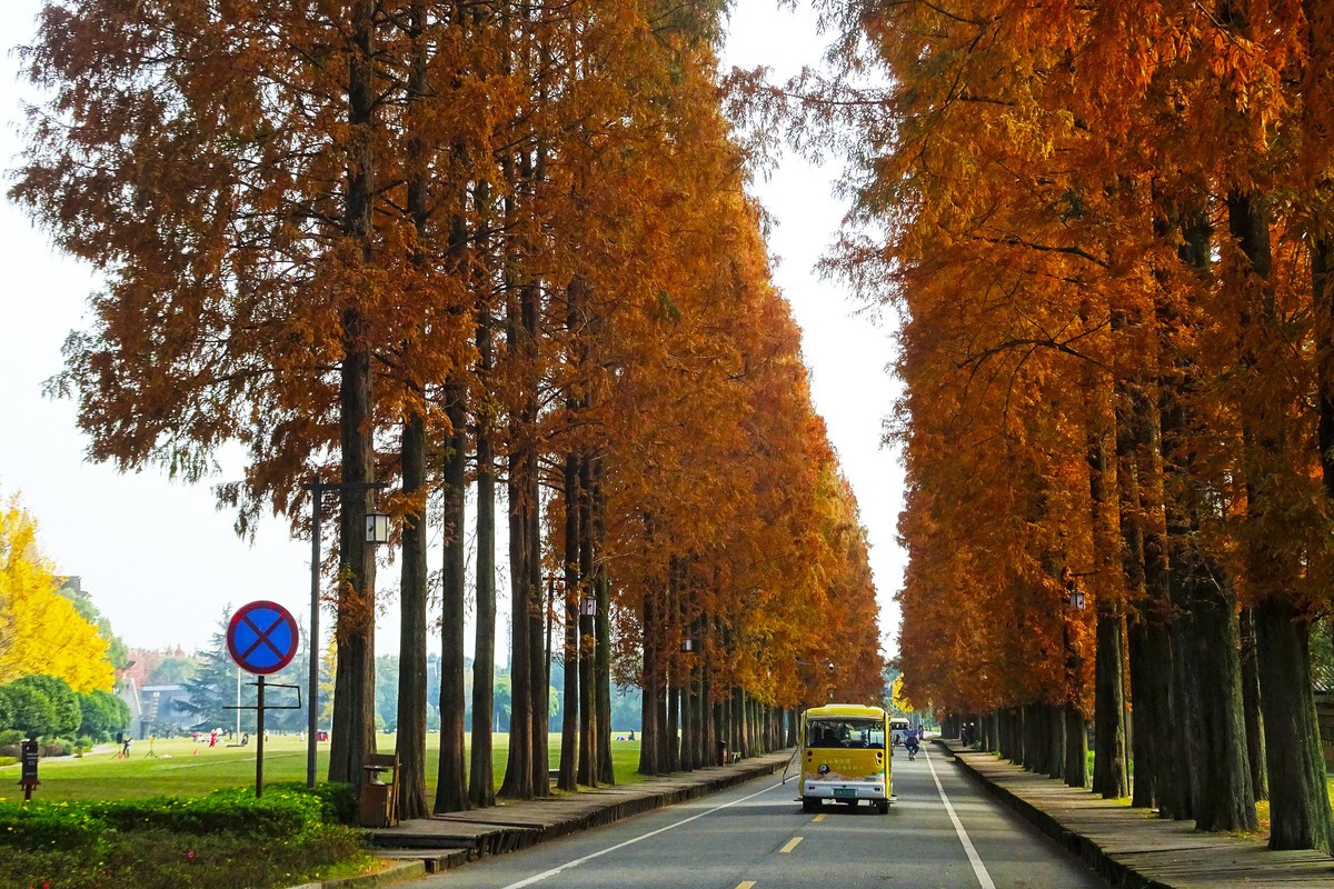 青城山水杉树景观大道漂亮