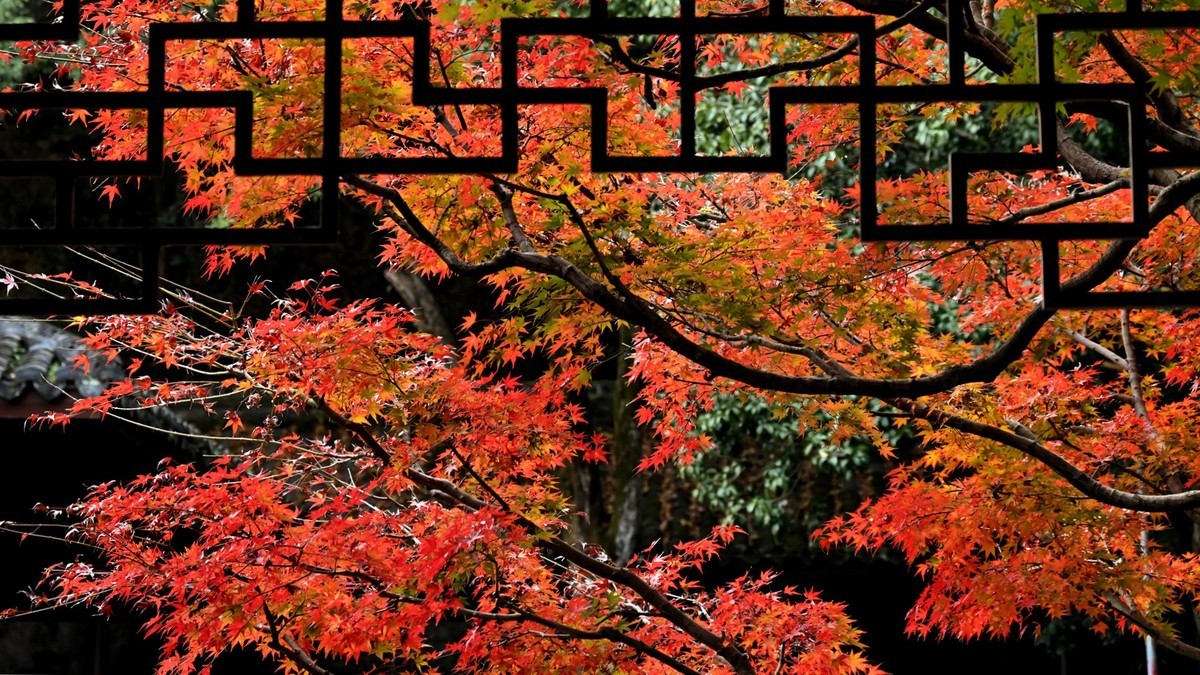 【虎跑泉赏秋—尼康Z5 24-200旅游头 直出】