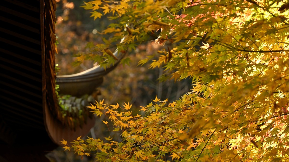 【虎跑泉赏秋—尼康Z5 24-200旅游头 直出】