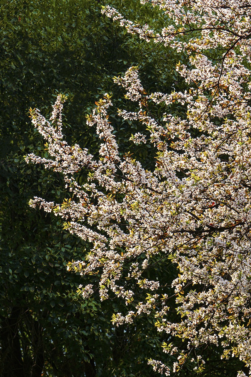 春意盎然红叶李