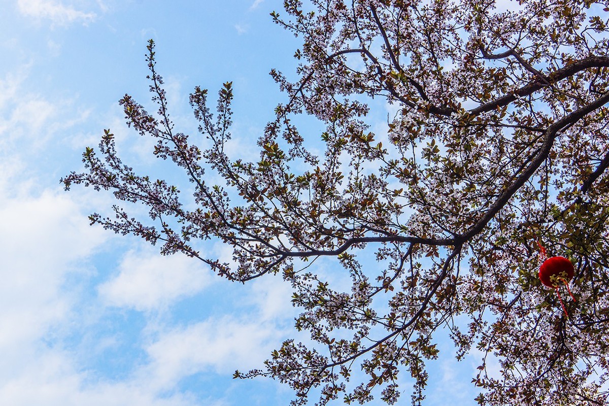 春意盎然红叶李